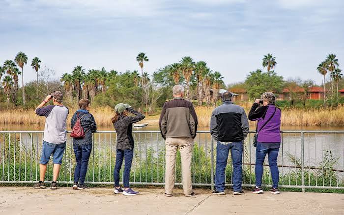 Birders lined up at an overlook fence watching a resaca lined with palm trees