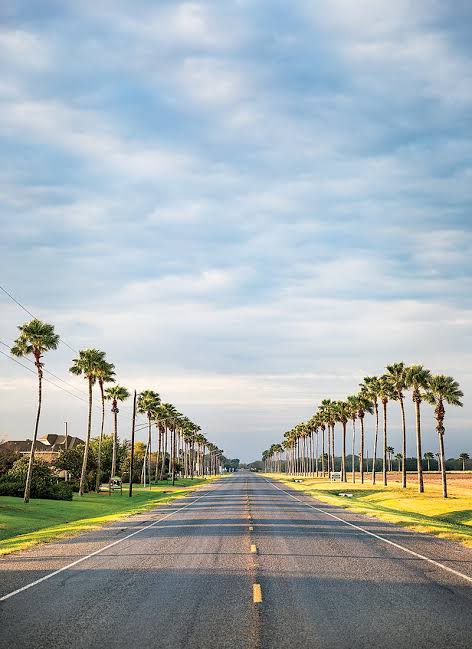 A palm-lined Rio Grande Valley road, typical of the drive out to many World Birding Center sites